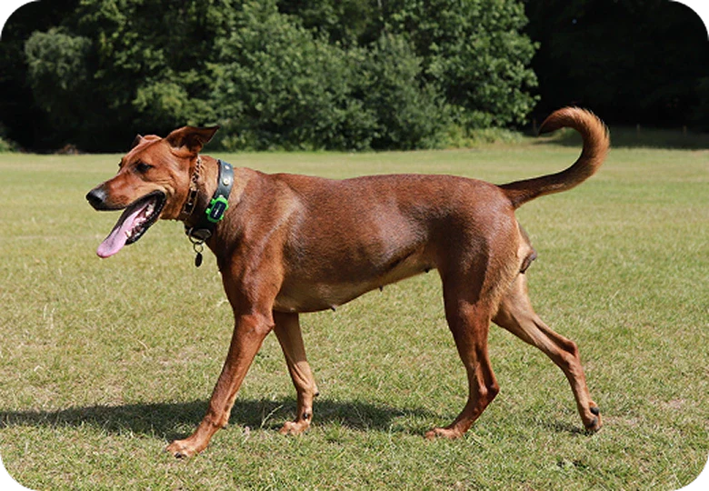 Ti senti ansioso a lasciare il tuo cane senza guinzaglio al parco?